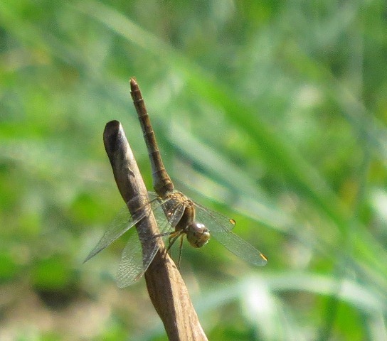 Aiuto identificazione